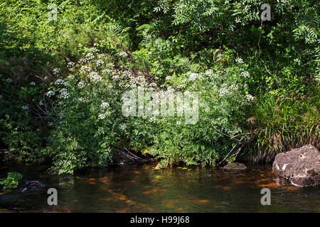 La cicuta acqua dropwort Oenanthe crocata in Oriente Dart River Dartmeet Parco Nazionale di Dartmoor Devon England Regno Unito Foto Stock