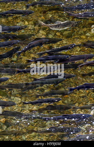 Pacific rosa salmone (Oncorhynchus gorbuscha) tornando al loro fiume natal a riversarsi in Tongass National Forest, Alaska Foto Stock