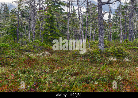 Bassa crescita di arbusti e piccoli stand di recedono alberi adornati con essenze arboree licheni in muskeg, Tongass National Forest, Alaska Foto Stock