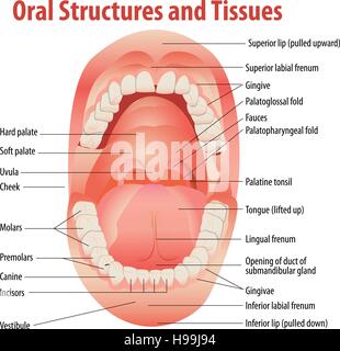 Illustrazione Vettoriale del sistema orale Illustrazione Vettoriale
