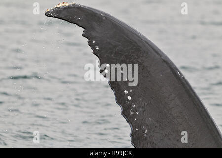 Un adulto Humpback Whale (Megaptera novaeangliae) nelle acque intorno alla costa di Alaska Foto Stock