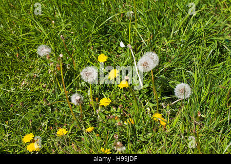 Tarassaco Taraxacum spp tra erbe Ringwood Hampshire England Regno Unito Foto Stock