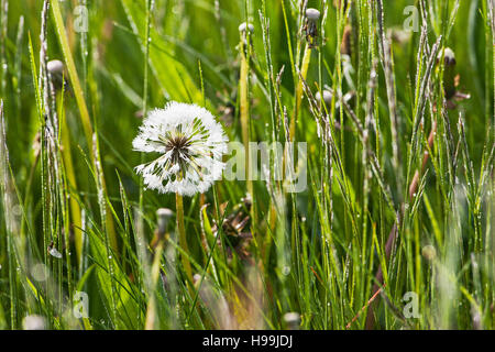 Tarassaco Taraxacum spp testa di semi in acqua prati Ringwood Hampshire England Regno Unito Foto Stock