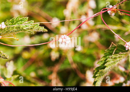 Maggiore tremava Cuscuta europaea su comuni ortica Urtica dioica Parco Nazionale dei Pirenei Francia luglio 2015 Foto Stock