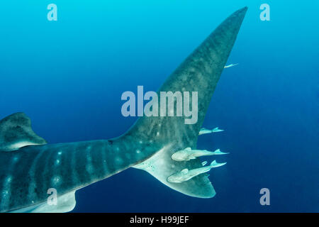Pinna di coda di squalo balena con Remoras, l'isola di Malpelo, Colombia, Oriente Oceano Pacifico Foto Stock
