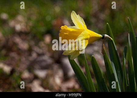 Wild daffodil Narcissus pseudonarcissus Pamber Forest Hampshire e dell' Isola di Wight Wildlife Trust riserva vicino Pamber Heath Hampshire England Regno Unito 2016 Foto Stock