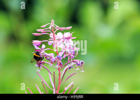 Bumble Bee ( Bombus ) alimentano da Rose-bay Willow-fiori di erbe Foto Stock