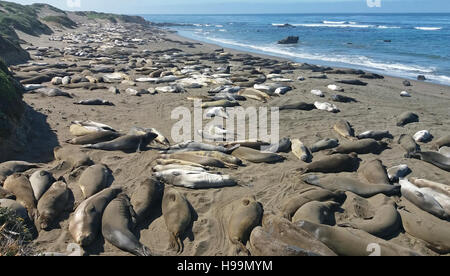 Gruppo di elefanti marini di San Simeone, California, Stati Uniti d'America a maggio. Foto Stock