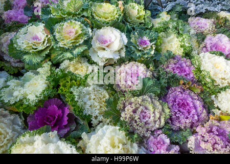 Brassica oleracea var. acephala colorato cavoli decorativi per la coltivazione in un letto di fiori per la vendita in un centro giardino Foto Stock