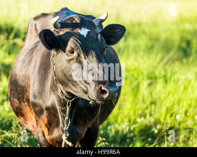 Mucca nera su pascolo Foto Stock