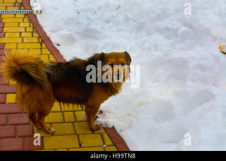 Cane congelato sul percorso con la neve nel cortile di una casa privata Foto Stock