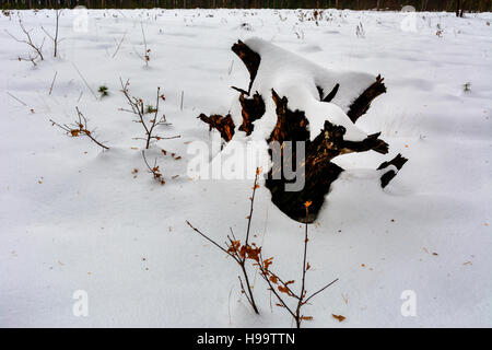 Le boccole e monconi coperte di neve in inverno forest Foto Stock