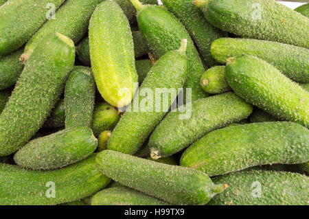 Crudo fresco cetrioli su una grande pila Foto Stock