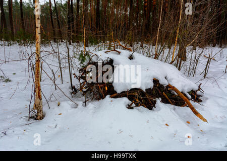 Le boccole e monconi coperte di neve in inverno forest Foto Stock