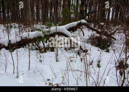 Le boccole e monconi coperte di neve in inverno forest Foto Stock