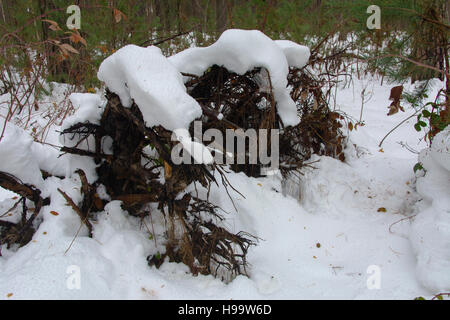 Le boccole e monconi coperte di neve in inverno forest Foto Stock