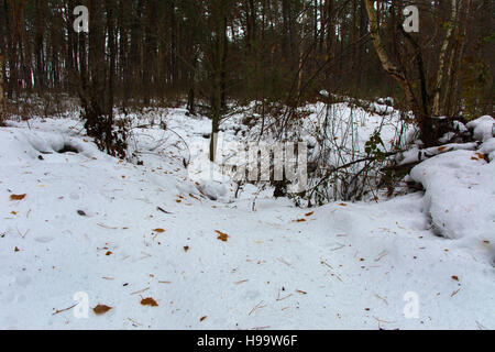 Le boccole e monconi coperte di neve in inverno forest Foto Stock