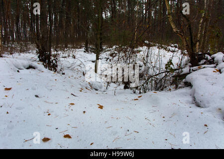 Le boccole e monconi coperte di neve in inverno forest Foto Stock