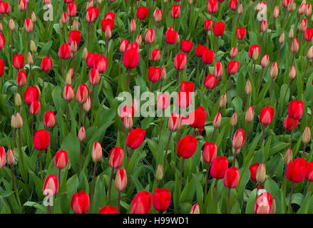 Sullo sfondo di un bel rosso tulipani in un parco Foto Stock