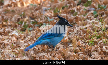 Stellers Jay (Cyanocitta stelleri) nel tardo autunno su uno sfondo di foglie cadute, Arizona, Stati Uniti d'America Foto Stock