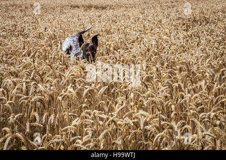 Il tedesco Shorthaired puntatore cane che corre attraverso un campo di grano. Foto Stock