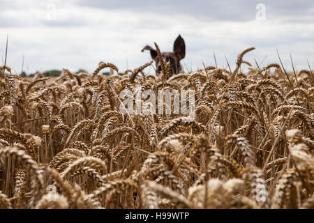 Il tedesco Shorthaired puntatore cane che corre attraverso un campo di grano. Foto Stock