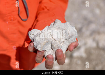 I fossili sono facilmente reperibili nelle parti di Big Cypress National Preserve, Florida. Una ragazza contiene calcare sabbioso cap rock con fossili. Foto Stock