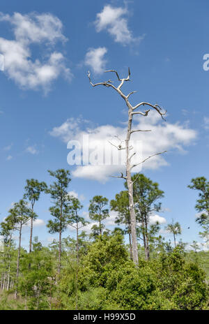 Un pino amaca in Big Cypress National Preserve, Florida, con un morto " leggero " di pino o fatwood snag salendo dal centro Foto Stock