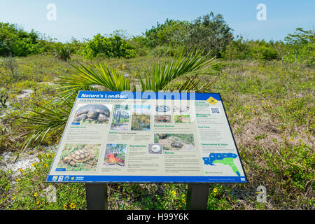 Florida, Sanibel Island, Bowman Beach, Gopher tartaruga (Gopherus polyphemus) habitat informazioni registrazione Foto Stock