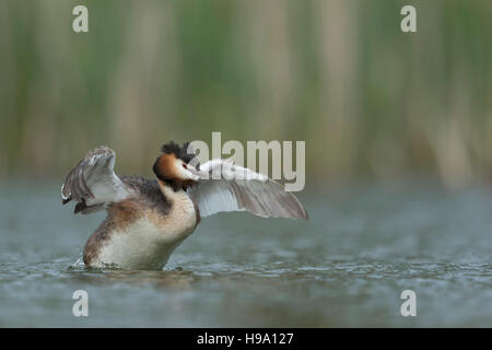 Svasso maggiore / Haubentaucher ( Podiceps cristatus ) stretching, battendo le sue ali, pulizia le sue piume, in luce morbida. Foto Stock