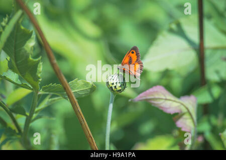 Un Gatekeeper Butterfly, noto anche come la siepe marrone. Foto Stock