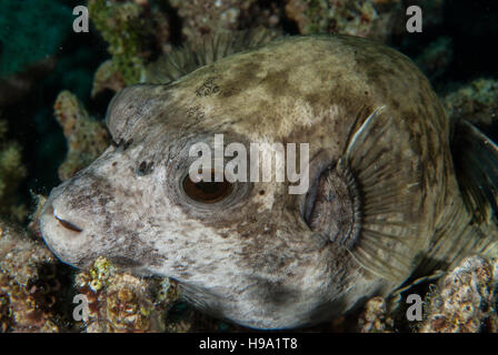Puffferfish, Arothron diadematus, Sharm el Sheikh, Mar Rosso, Egitto Foto Stock