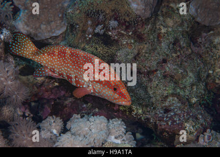 Coral hind, Cephalopholis miniata, Serranidae, Sharm el Sheikh, Mar Rosso, Egitto Foto Stock