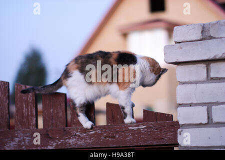 Il gatto si guarda indietro, in piedi sul recinto Foto Stock