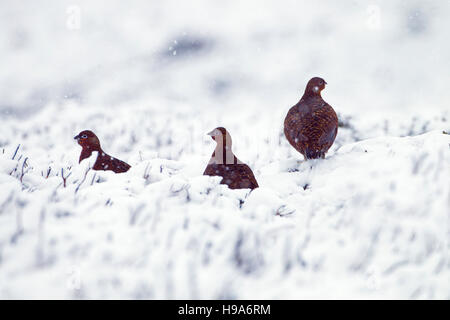 Red Grouse Lagopus scoticus nella neve sulla brughiera top in Yorkshire Dales Foto Stock