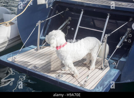 Cane sulla piattaforma di nuoto di yacht di grandi dimensioni. Foto Stock