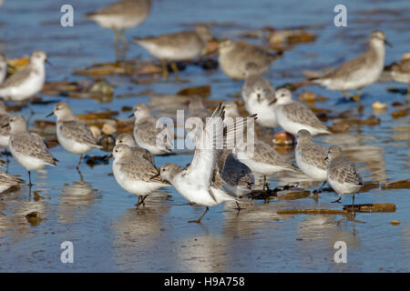 Sanderlings Calidris alba alimentazione su North Norfolk Beach in inverno Foto Stock