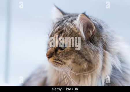 Fluffy biman cross cat con lunghi baffi e blu occhi verde Foto Stock