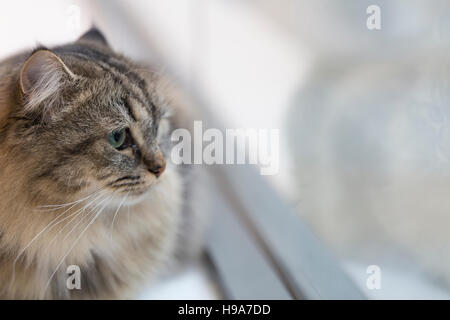 Fluffy biman cross cat con lunghi baffi e verde blu occhi seduto sul davanzale e guardare al di fuori Foto Stock