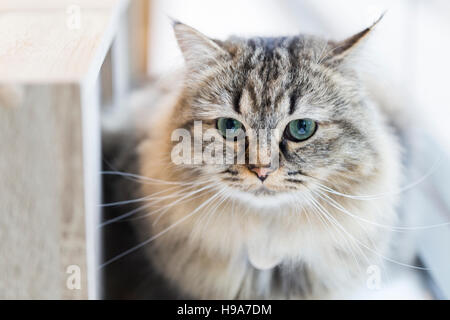 Fluffy biman cross cat con lunghi baffi e verde blu occhi seduto sul davanzale della finestra Foto Stock