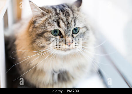 Fluffy biman cross cat con lunghi baffi e verde blu occhi seduto sul davanzale della finestra Foto Stock