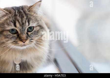 Fluffy biman cross cat con lunghi baffi e verde blu occhi seduto sul davanzale Foto Stock