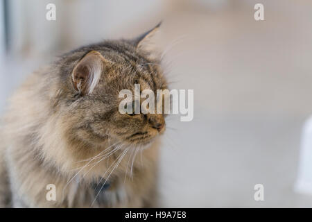 Fluffy biman cross cat con lunghi baffi e verde blu occhi curiosi, contro lo sfondo di crema Foto Stock