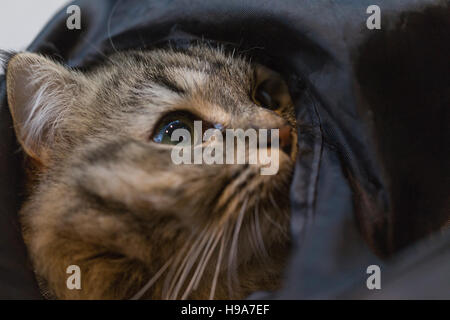 Fluffy biman cross cat con lunghi baffi e verde blu occhi, nascondendo nel tunnel del giocattolo Foto Stock