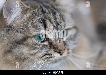 Fluffy biman cross cat con lunghi baffi e verde blu occhi, close up Foto Stock