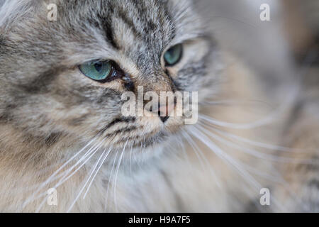 Fluffy biman cross cat con lunghi baffi e verde blu occhi, close up Foto Stock