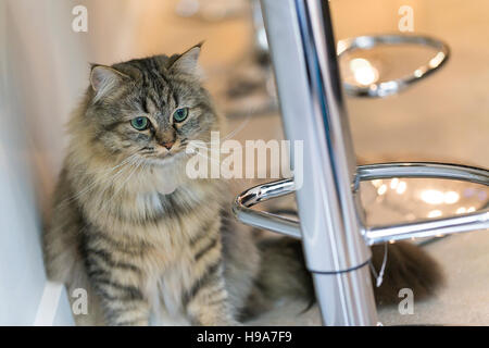 Fluffy biman cross cat con lunghi baffi e verde blu occhi nasconde sotto sgabello da bar e guardare la scena Foto Stock