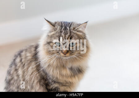 Fluffy biman cross cat con lunghi baffi e verde blu occhi contro di pastello pallido sfondo Foto Stock