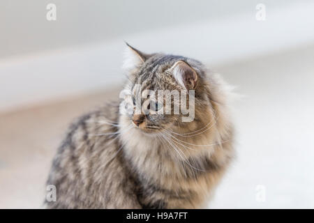 Fluffy biman cross cat con lunghi baffi e verde blu occhi contro di pastello pallido sfondo Foto Stock