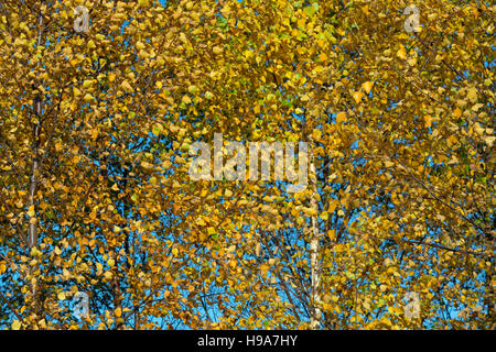 Argento betulle Betula pendula in pieno colore di autunno Foto Stock